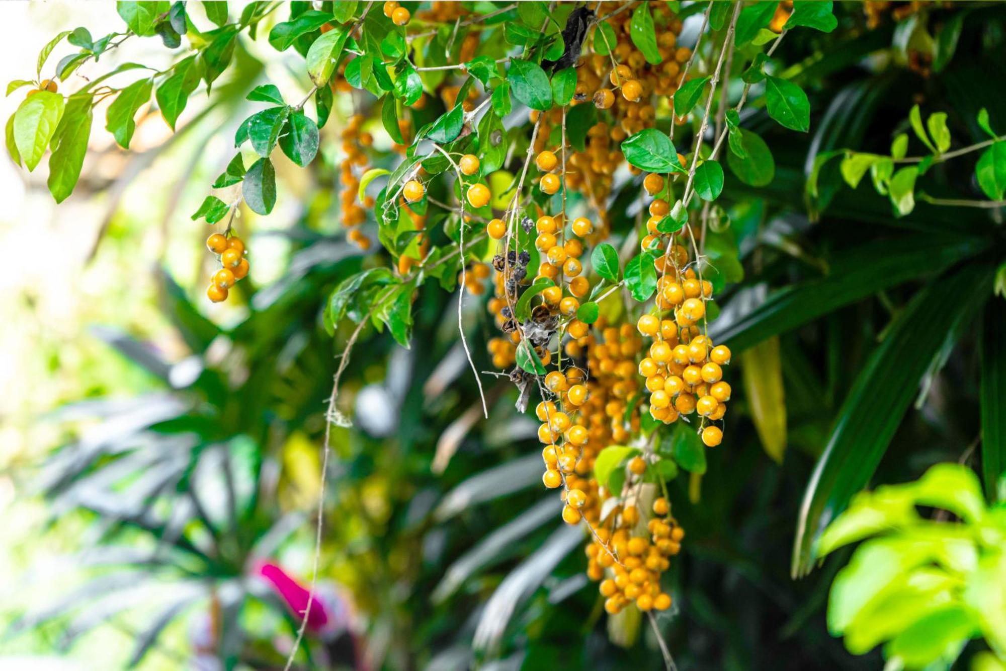 Nyaman Villas By Evdekimi Ubud 部屋 写真
